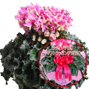 yX[p[SALE|Cg5{z ґȃv~A VN A Mtg 6 Iׂ15i Ԃ Mtg v[g Ε NX}X  t[Mtg