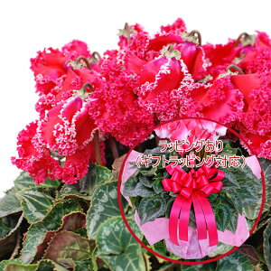 yX[p[SALE|Cg5{z ґȃv~A VN A Mtg 6 Iׂ15i Ԃ Mtg v[g Ε NX}X  t[Mtg