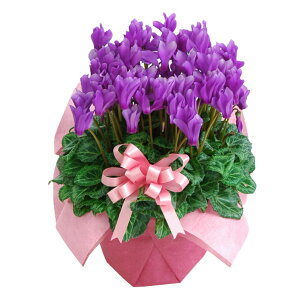 y\i 11菇z VN 5 A Mtg AWXgu[ Zi[fBA A}u[ v[g Ε NX}X t[Mtg u[n n ō