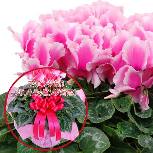 yX[p[SALE|Cg5{z ґȃv~A VN A Mtg 6 Iׂ15i Ԃ Mtg v[g Ε NX}X  t[Mtg