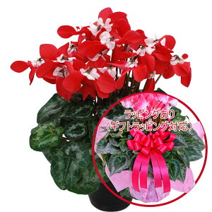 y\i 11菇z |XI VN A Mtg 5 Iׂ5i Ԃ Mtg Ε NX}X a v[g t[Mtg