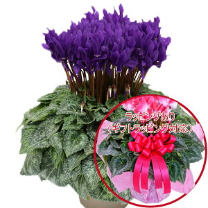 yX[p[SALE|Cg5{z u[ VN hԉ  AMtg 5 Iׂ6i 