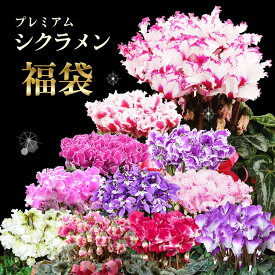 シクラメン 福袋 SALE 訳あり処分品！ 匠のシクラメン福袋 プレミアシクラメン福袋 ブルーシクラメン福袋 店長おすすめシクラメン福袋 シクラメン2鉢 取置不可