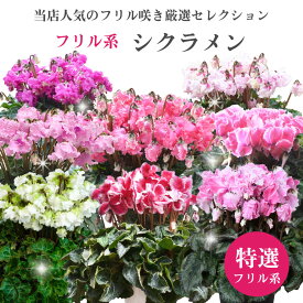 冬の花ギフトにおすすめ フリル系 シクラメン 鉢植え ギフト 5号鉢 選べる品種 花の お歳暮 クリスマス プレゼント お祝い お正月 フラワーギフト 香りも【予約品 11月末より順次発送】