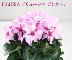 Vi VN C[WA sNe 5 ʌ A ɉԂ炭 Mtg v[g Ε NX}X t[Mtg b̕i