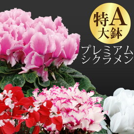 【予約品 11月末より順次発送】 贅沢なプレミアム シクラメン 鉢植え ギフト 6号鉢 選べる15品種 花の ギフト プレゼント お歳暮 クリスマス お正月 フラワーギフト