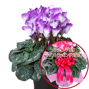 y\i 11菇z u[ VN hԉ  AMtg 5 Iׂ6i 