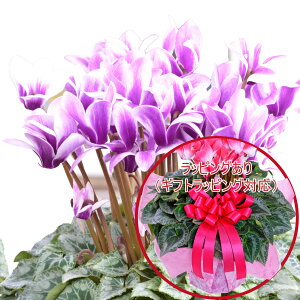 yX[p[SALE|Cg5{z u[ VN hԉ  AMtg 5 Iׂ6i 