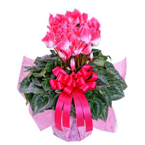 y\i 11菇z |XI VN A Mtg 5 Iׂ5i Ԃ Mtg Ε NX}X a v[g t[Mtg