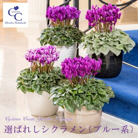 【予約品 11月末より順次発送】 ブルー シクラメン 大栄花園 青い 鉢植えギフト 5号鉢 選べる6品種 送料無料