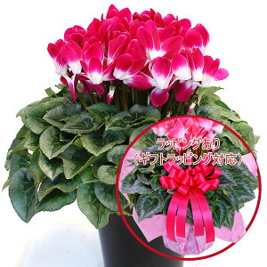 y\i 11菇z |XI VN A Mtg 5 Iׂ5i Ԃ Mtg Ε NX}X a v[g t[Mtg