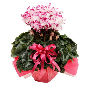 yX[p[SALE|Cg5{z VN A Mtg 5 |XIԉ Iׂ5i Ԃ Mtg Ε NX}X 12 a v[g t[Mtg