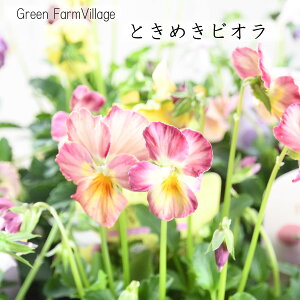 �Ƃ��߂��r�I�� �y�ē��ׁI12��20�����̔��z GreenFarmVillage ���c���|���� ��l�C���i 3.5���|�b�g�c �r�I�� �ԕc