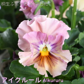 パンジー ビオラ アイクルール 桐生ふぁ～むさん 花日和さん 共同開発 フリル咲き 3.5号ポット苗 花苗 ガーデニング 冬の花 寄せ植え