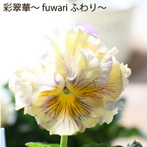 pW[ ʐ  fuwari ӂ y2025NViIz ԐF܂ ֌n ~̉ c 񂹐A t Ai rI