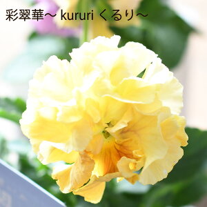 pW[ ʐ  kururi  y2025NViIz ԐF܂ ֌n ~̉ c 񂹐A t Ai rI