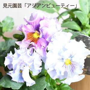 | AWAr[eB[ Vi rI pW[ 3.5|bgc t炫 v~ArI ~̉ K[fjO 񂹐A