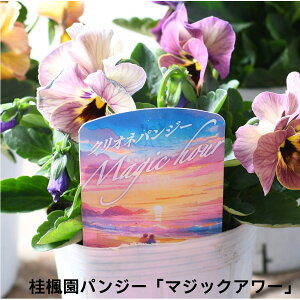 j pW[ }WbNA[ yԐF܂ y112720̔z 10.5cm|bgc Of[V t炫 rI Fς