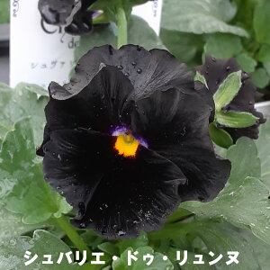 pW[ V@G hD k y112720̔z TgE| 10.5cm d|bgc | K[fjO ~̕c ubN 