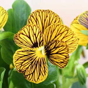 rI ^CK[AC 3.5|bgc ԕc K[fjO ~̉ 񂹐A xC