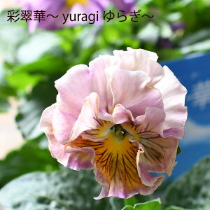 pW[ ʐ  yuragii 炬 y2025NViIz ԐF܂ ֌n ~̉ c 񂹐A t Ai rI