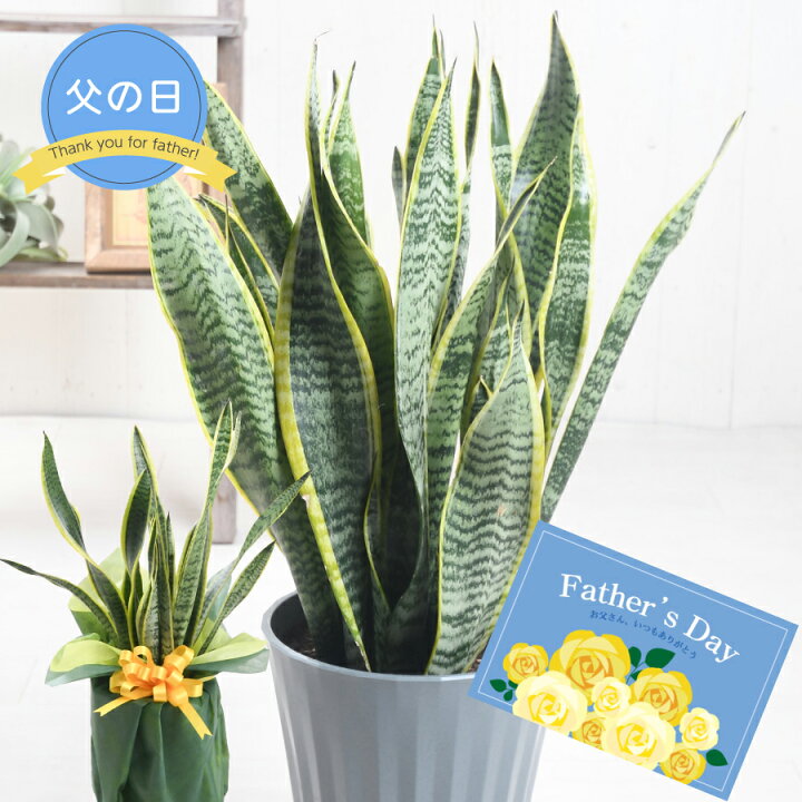 楽天市場】父の日 ギフト プレゼント 観葉植物 サンスベリア鉢植え 6号 