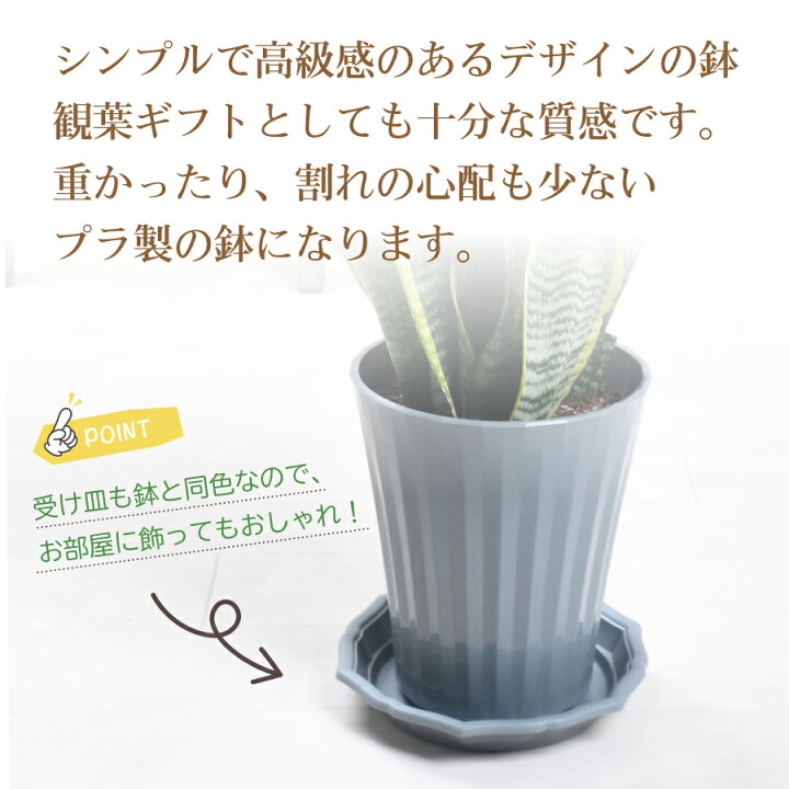 楽天市場】父の日 ギフト プレゼント 観葉植物 サンスベリア鉢植え 6号 