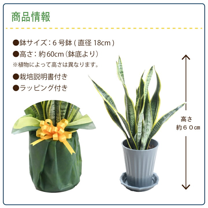 楽天市場】父の日 ギフト プレゼント 観葉植物 サンスベリア鉢植え 6号 