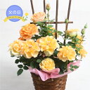 父の日 ギフト プレゼント バラ マンダリナ コルダナ 鉢植え 薔薇 植物 花 オレンジ 司ガーデン 2026 吉本花城園