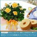★地域限定・まだ間に合う!★ 2018父の日ギフト 幸せの黄色いバラ鉢植えとミニバームクーヘンセット