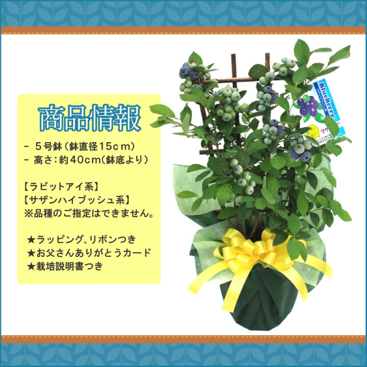 人気新品 ブルーベリー 苗木 鉢植え 苗 実付 東北 関西 送料無料 果樹 誕生日 フラワーギフト プレゼント ブルーベリー鉢植え ブルーベリーの木 鉢花 花鉢 花のギフト社