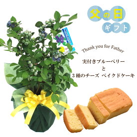 父の日 ギフト プレゼント 植物 花 実付きブルーベリー鉢植えとスイーツのセット 深川カントリーファーム 3種のチーズ　ベイクドケーキ 2026