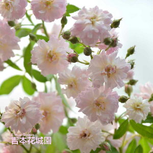 ���I �o���c �u���[�Y�E�p���t�@�� �u���[�Y�p���t�@�� �o���j �l�G�炫 �s���N ���� ���`���� �o�� 6�� 2025�N12�����{�ȍ~����