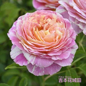 ���I �o���c �N���[�h�E���l �N���[�h���l �f���o�[�� �l�G�炫 �� �C�G���[ �s���N �i�� ���F ����� ���� �o�� 6�� 2025�N12�����{�ȍ~����