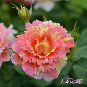 y\iz I oc |[EZUk |[ZUk fo[ lG炫  CG[ sN i F   o 6 2025N12{ȍ~