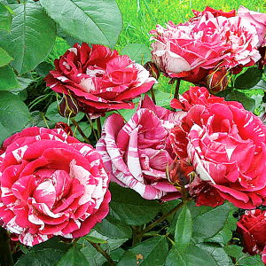 y\iz I oc AE}`X A}`X fo[ lG炫  bh  zCg i F   o 6 2025N12{ȍ~