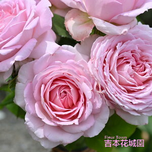 ���I �o���c �A���[���E�f�B���@�� �A���[���f�B���@�� �f���o�[�� �X���j�[���_���[�� �l�G�炫 �s���N ��� ���� �o�� 6�� 2025�N12�����{�ȍ~����