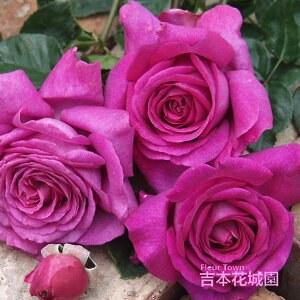 y\iz I oc Vg[YEhDEp Vg[YhDp fo[ Xj[_[ lG炫 @CIbg   o 6 2025N12{ȍ~