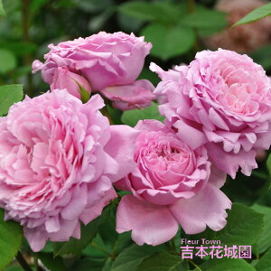 y\iz I oc rAj fo[ Xj[_[ lG炫 sN   o 6 2025N12{ȍ~