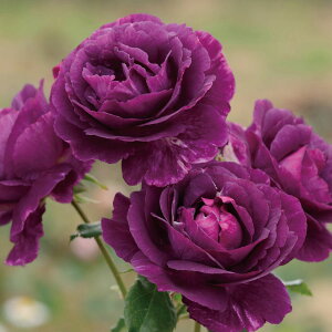 y\iz I oc ~Xe[Y h Ԃ炫  p[v i   ΂ KN o 6 2025N11{ȍ~