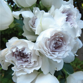 【予約品】 特選 バラ苗 ガブリエル 河本バラ園 ヘブンシリーズ 四季咲き ピュアホワイト 中輪 強香 バラ 6号 2025年11月下旬以降発送