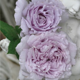 【予約品】 特選 バラ苗 ルシファー 河本バラ園 ヘブンシリーズ 四季咲き パールバイオレット 中輪 強香 バラ 6号 2025年11月下旬以降発送