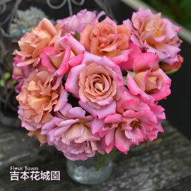 【予約品】 特選 バラ苗 ドレープ 河本バラ園 四季咲き 茶 紫 ブラウン パープル 中輪 中香 バラ 6号 2025年11月下旬以降発送