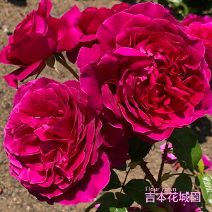 y\iz I oc   ͖{o lG炫 bh   o 6 2025N12{ȍ~