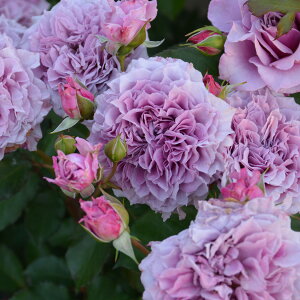 y\iz I oc RENC RNC TIGeBX vObVI lG炫 F   o 6 2025N12{ȍ~