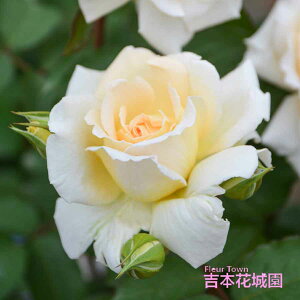 y\iz I oc  Ƃ񂱂 TIGeBX vObVI lG炫 N[   o 6 2025N11{ȍ~