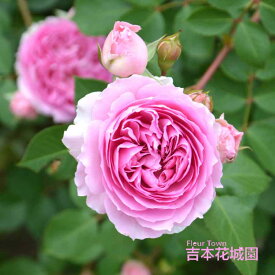 特選 バラ苗 楼蘭 ろうらん ロサオリエンティス プログレッシオ 四季咲き ピンク 小中輪 中香 バラ 6号