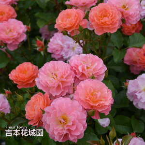 y\iz I oc A}[W TIGeBX JԂ炫 AvRbgsN   o 6 2025N12{ȍ~