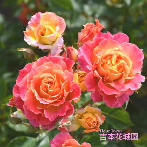 y\iz I oc V[ TIGeBX vObVI lG炫 IW R[sN   o 6 2025N12{ȍ~