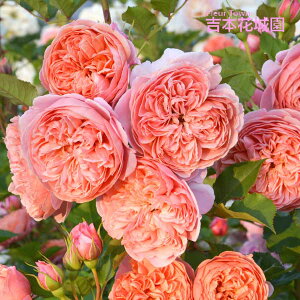 y\iz I oc VN[h TIGeBX vObVI lG炫 IW   o 6 2025N12{ȍ~